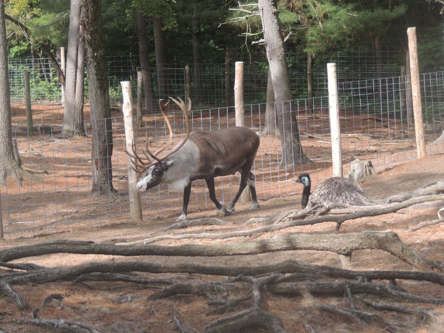 piebald caribou
