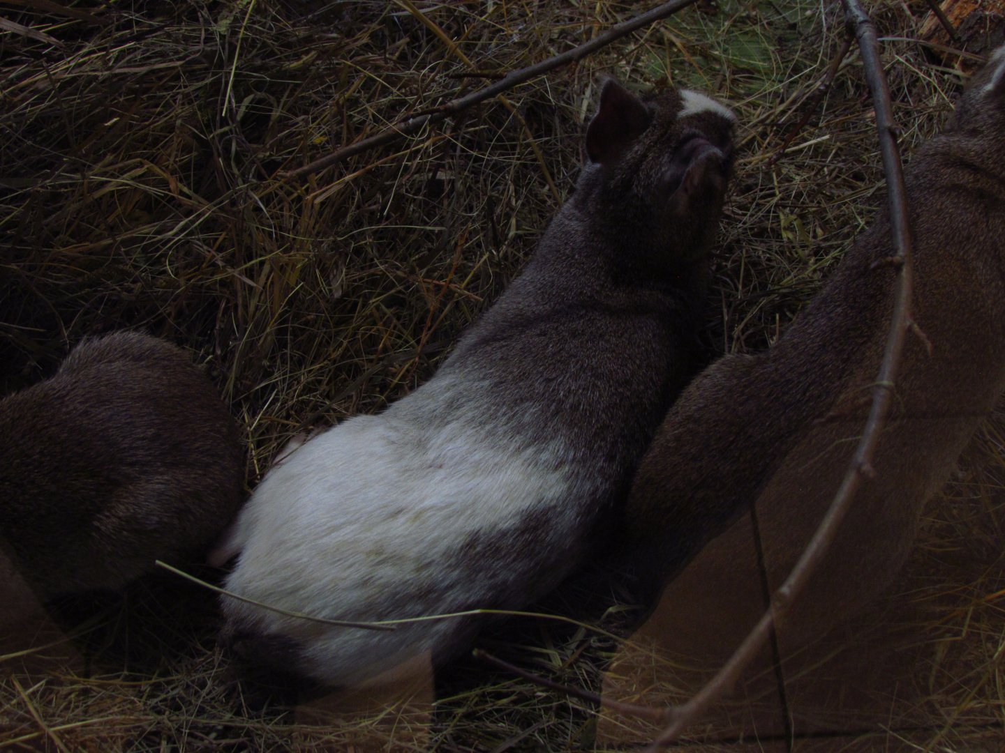 Piebald Chacoan mara