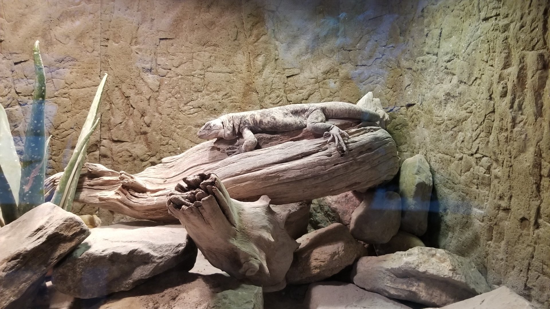 Piebald chuckwalla