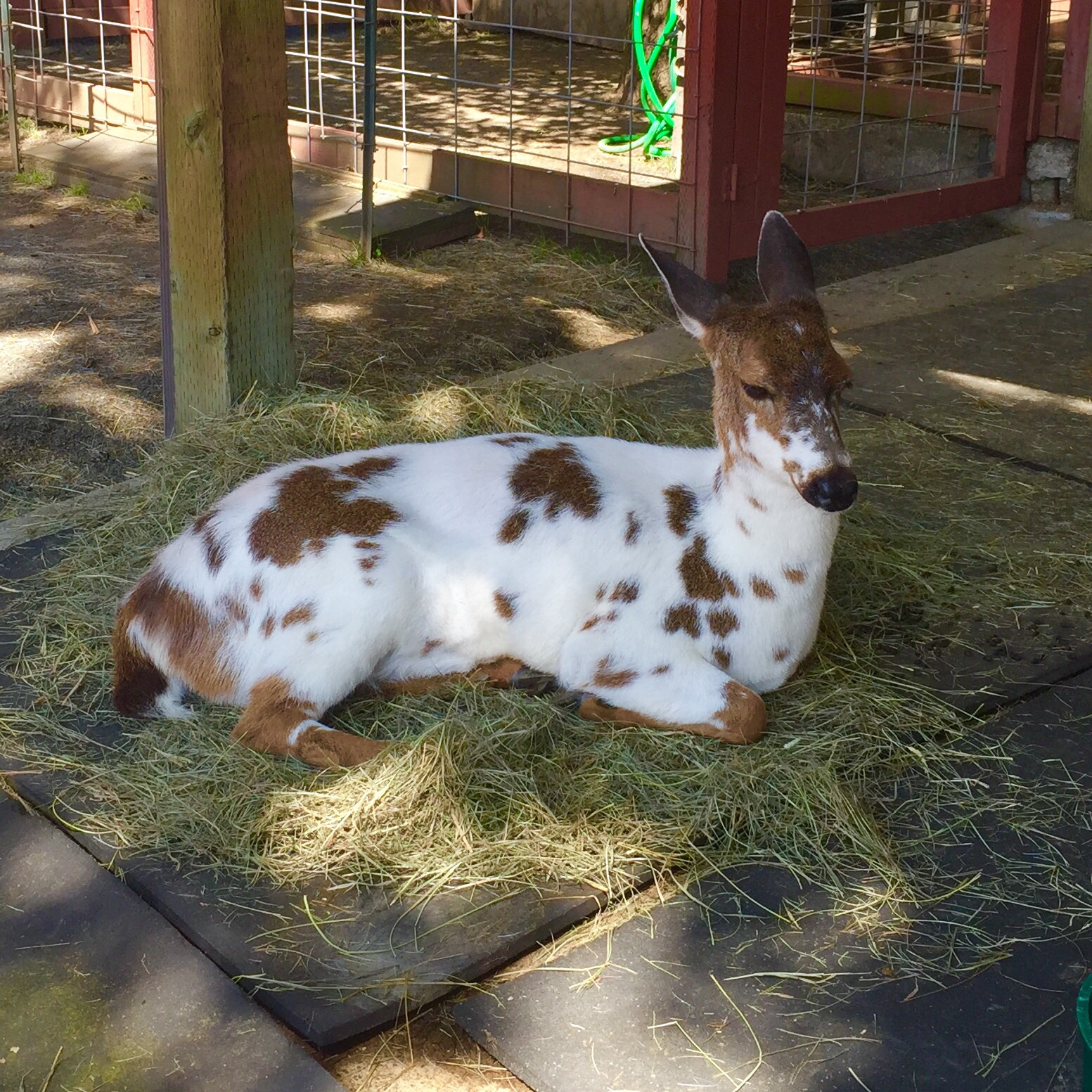 Piebald Columbian Blacktail Deer - Farm Section