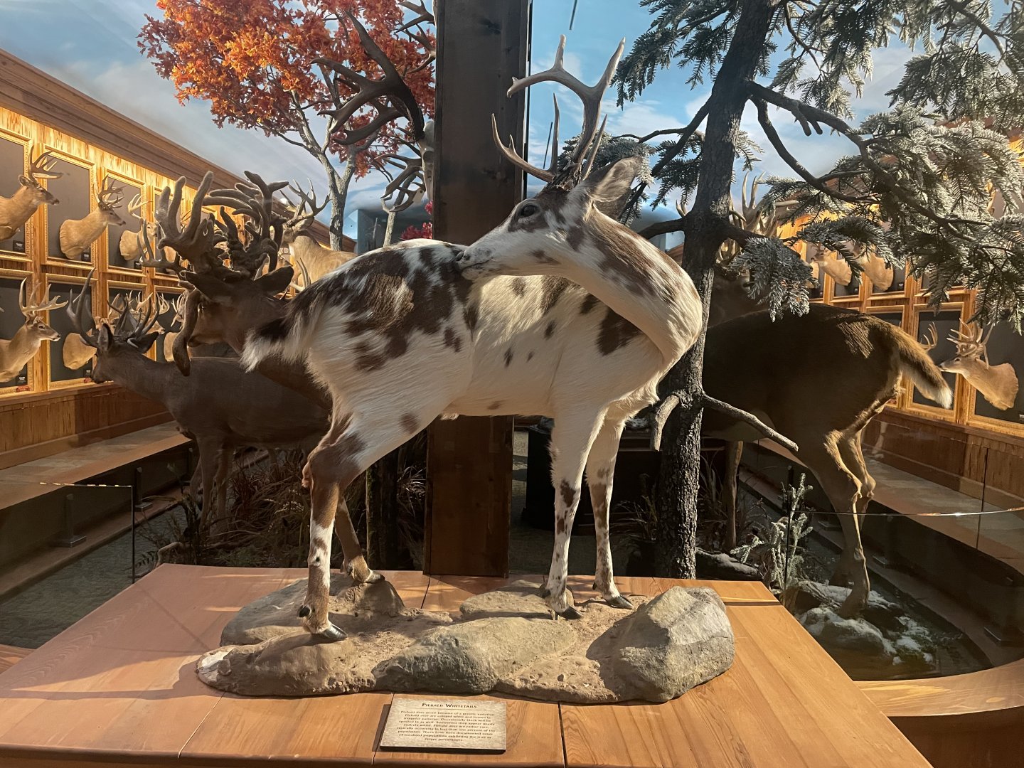 Piebald Deer Taxidermy