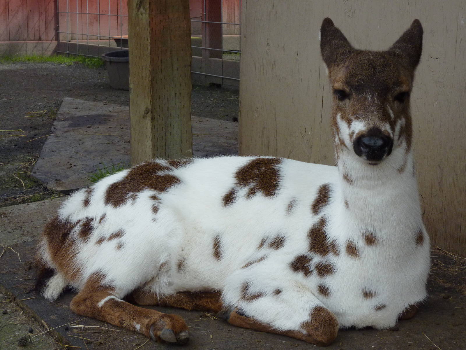 Piebald Deer