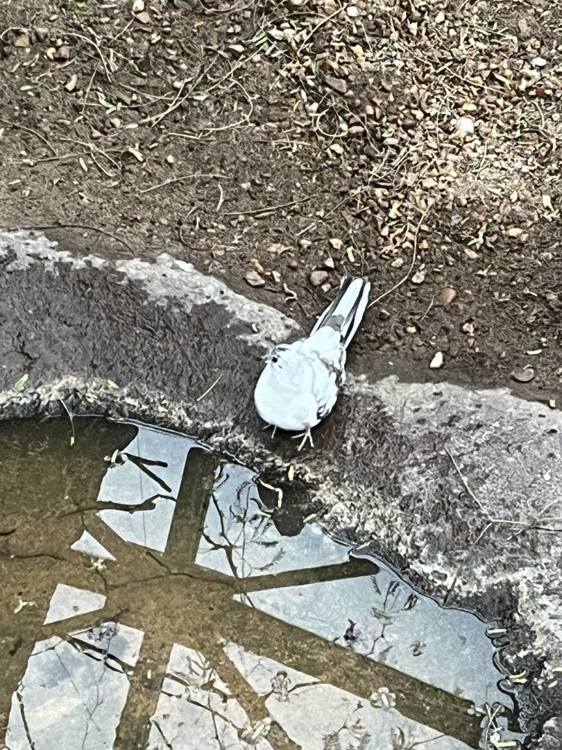 Piebald Inca Dove in Desert