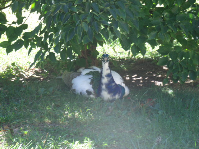 Piebald Indian Peafowl