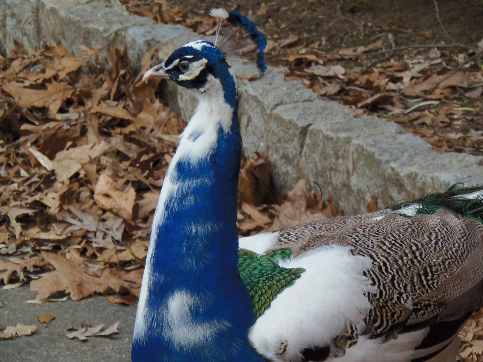 Piebald Indian Peafowl