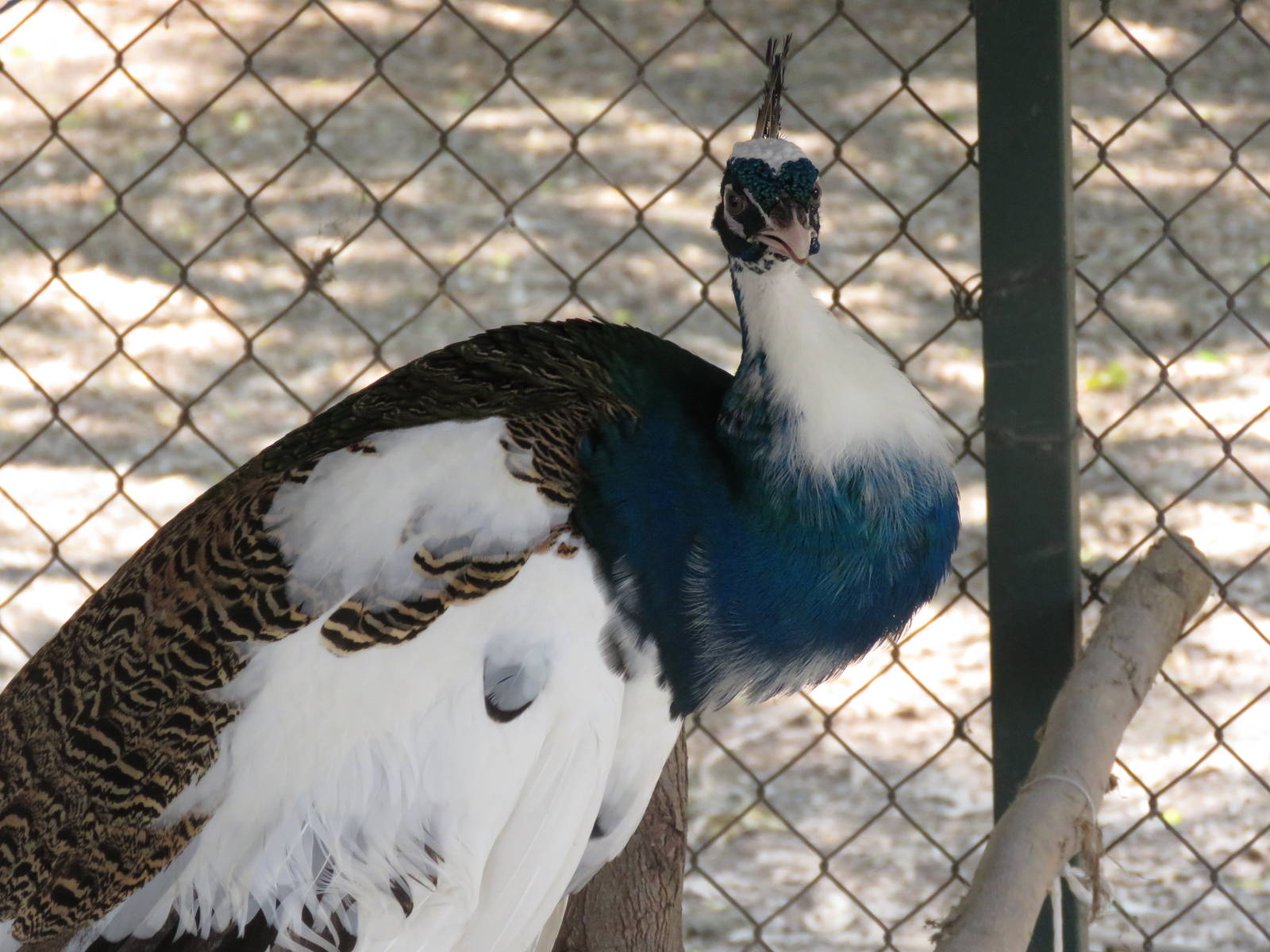 Piebald peacock