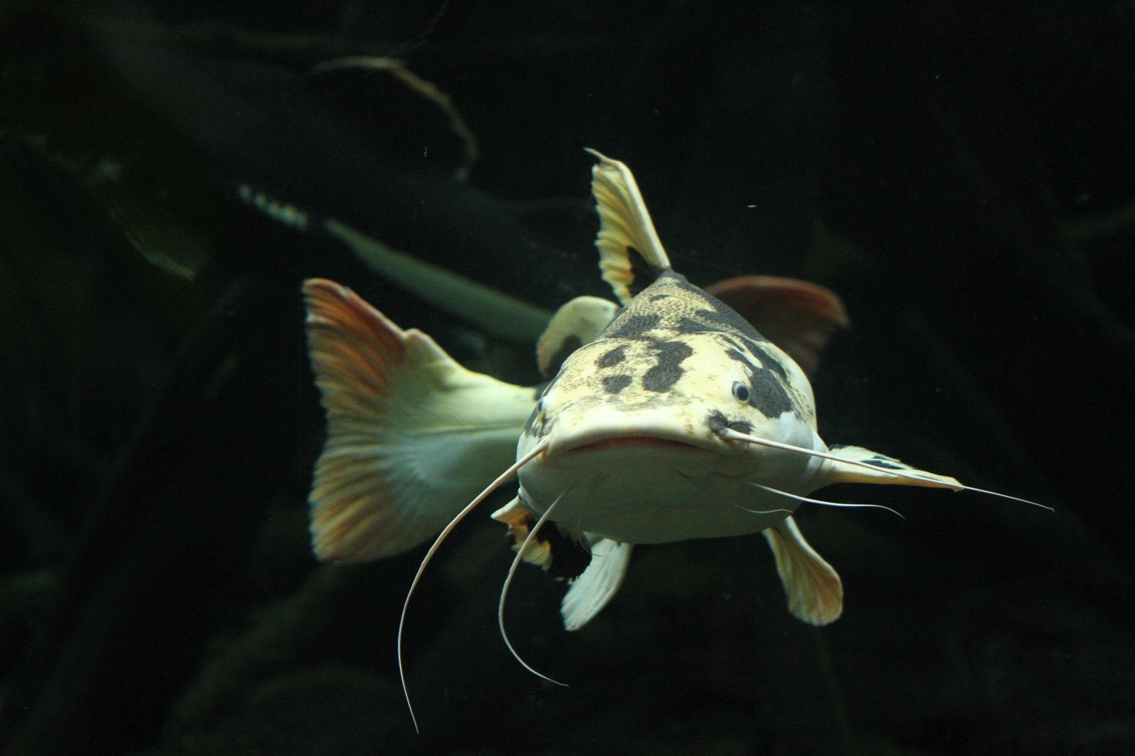 Piebald redtail catfish (Phractocephalus hemioliopterus)
