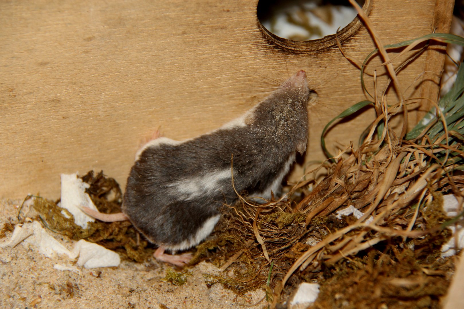 piebald shrew (Diplomesodon pulchellum)