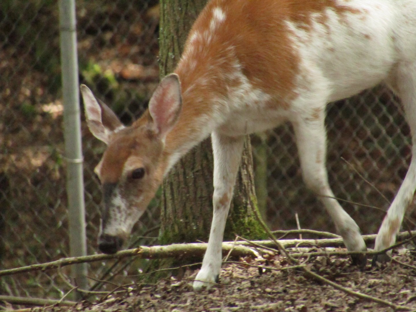 Piebald White-tailed Deer