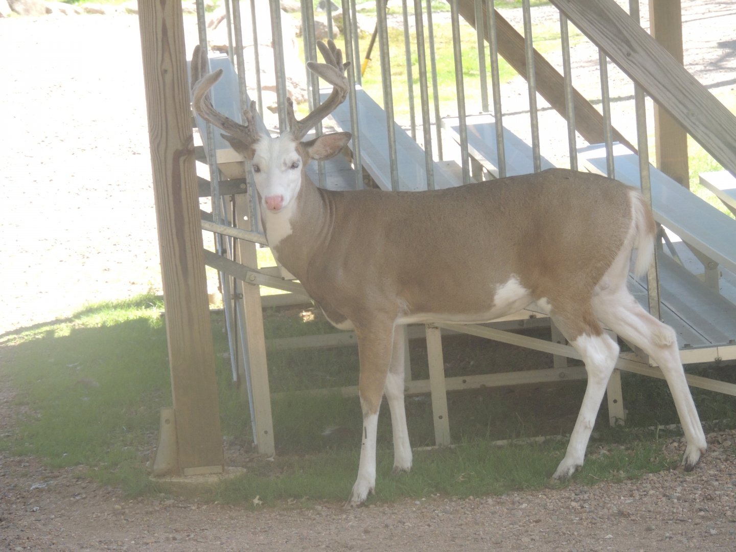 piebald whitetail deer
