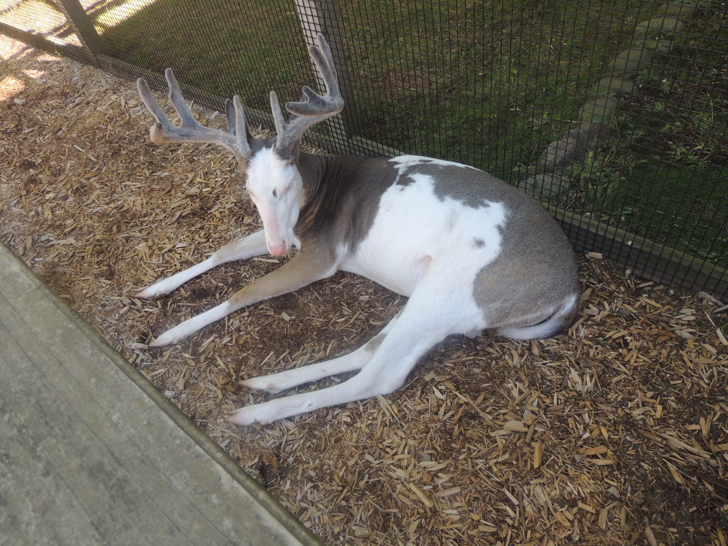piebald whitetail deer