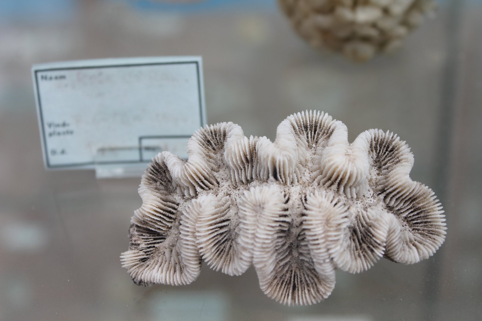 Piece of coral