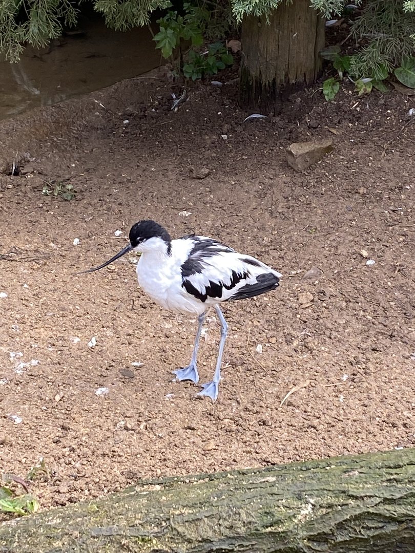 Pied avocet 010323