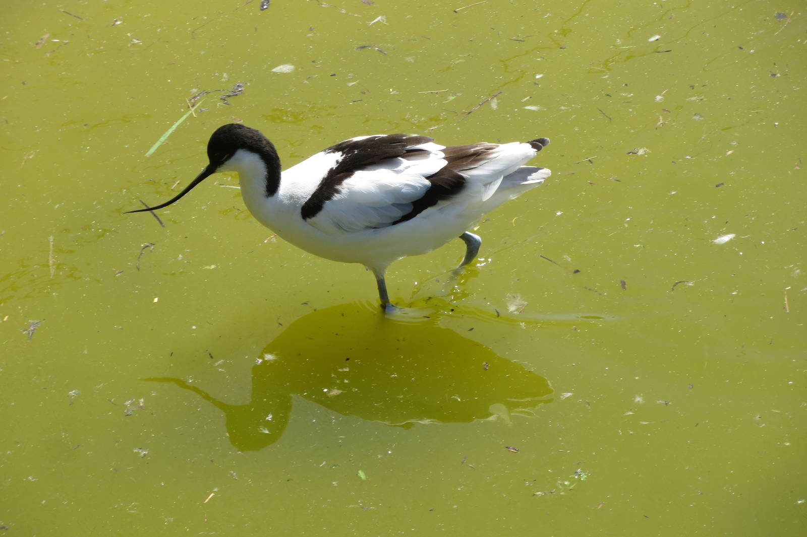 Pied Avocet 160515