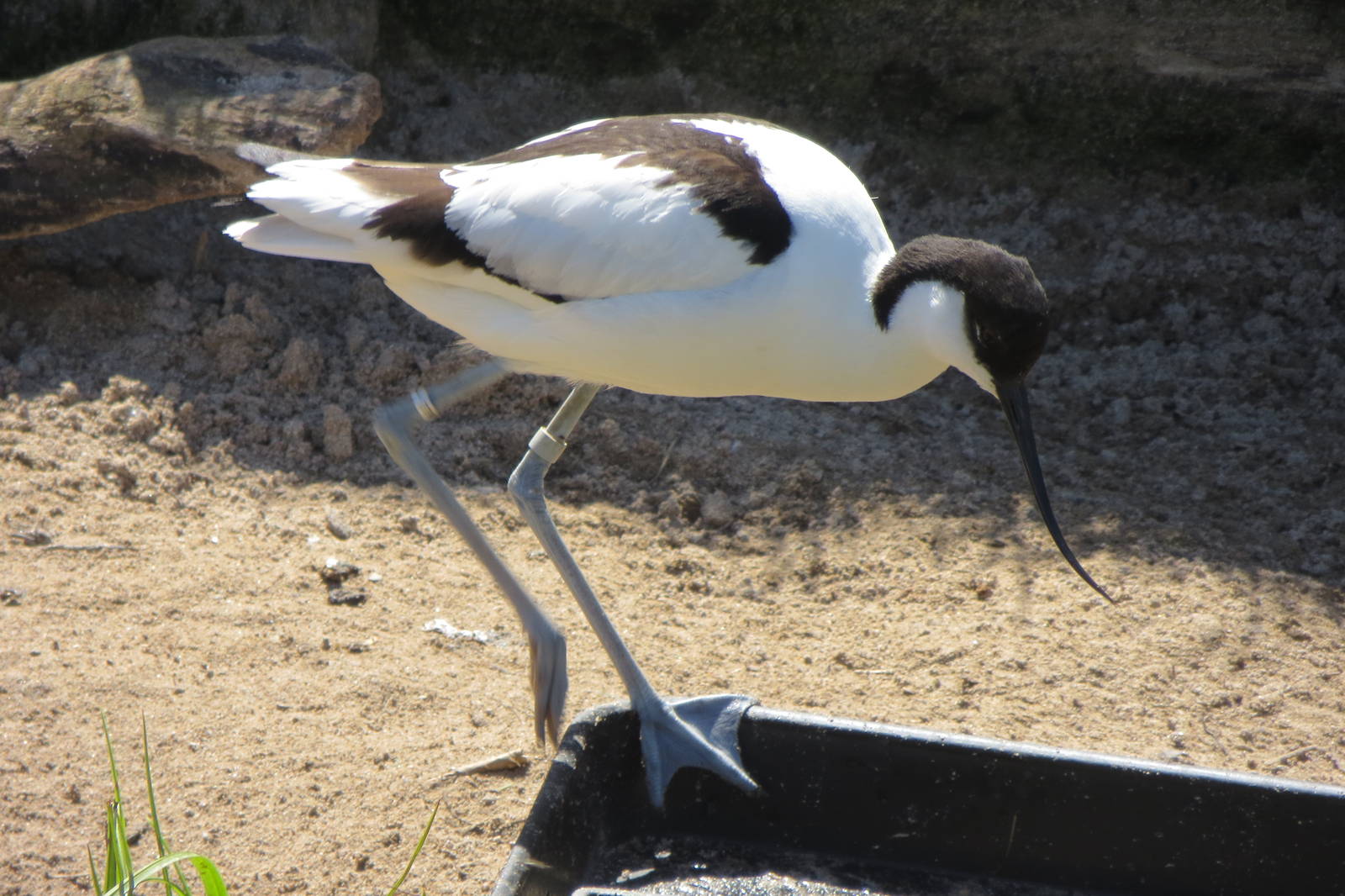 Pied Avocet 160515