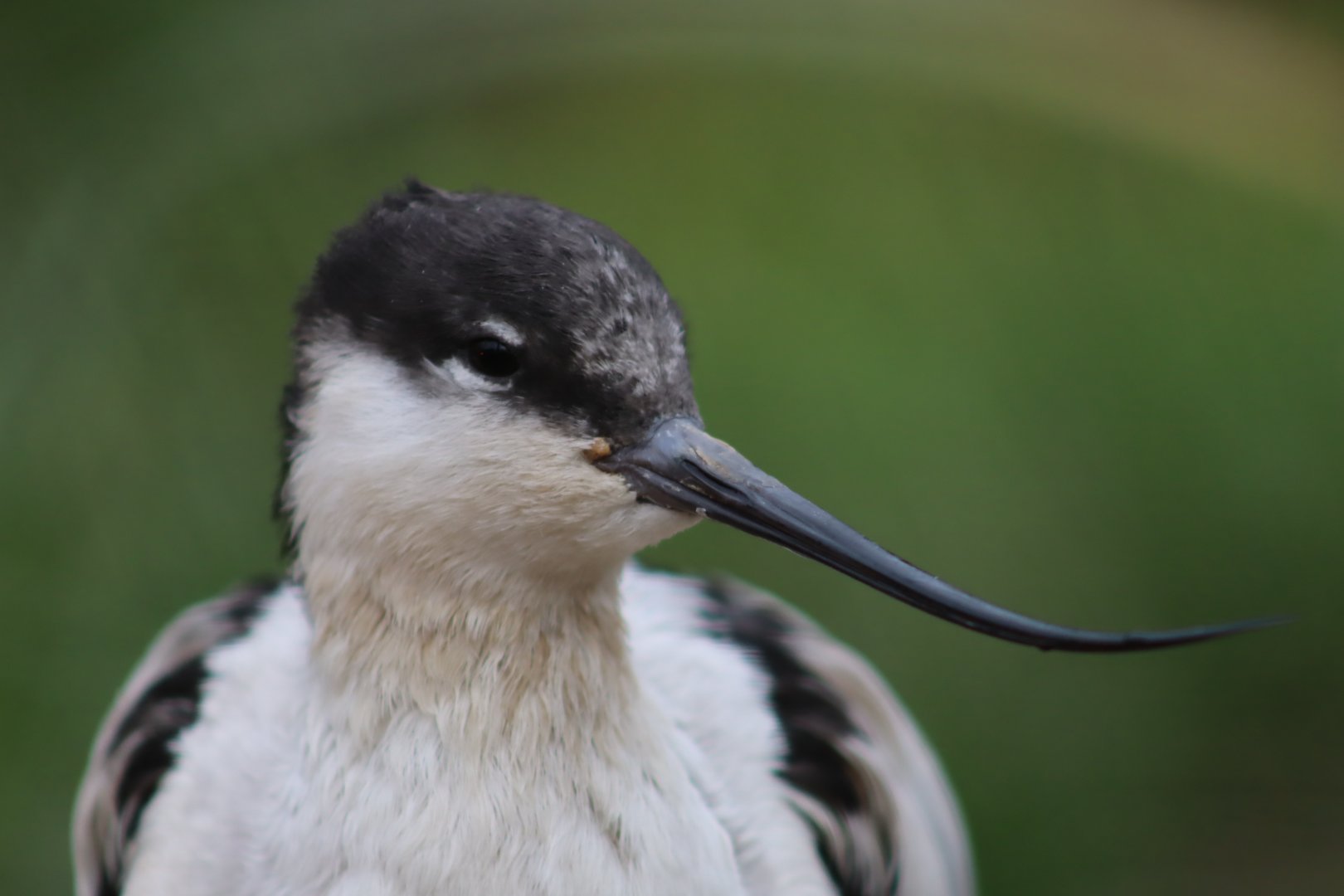 Pied Avocet - 17 February 2020