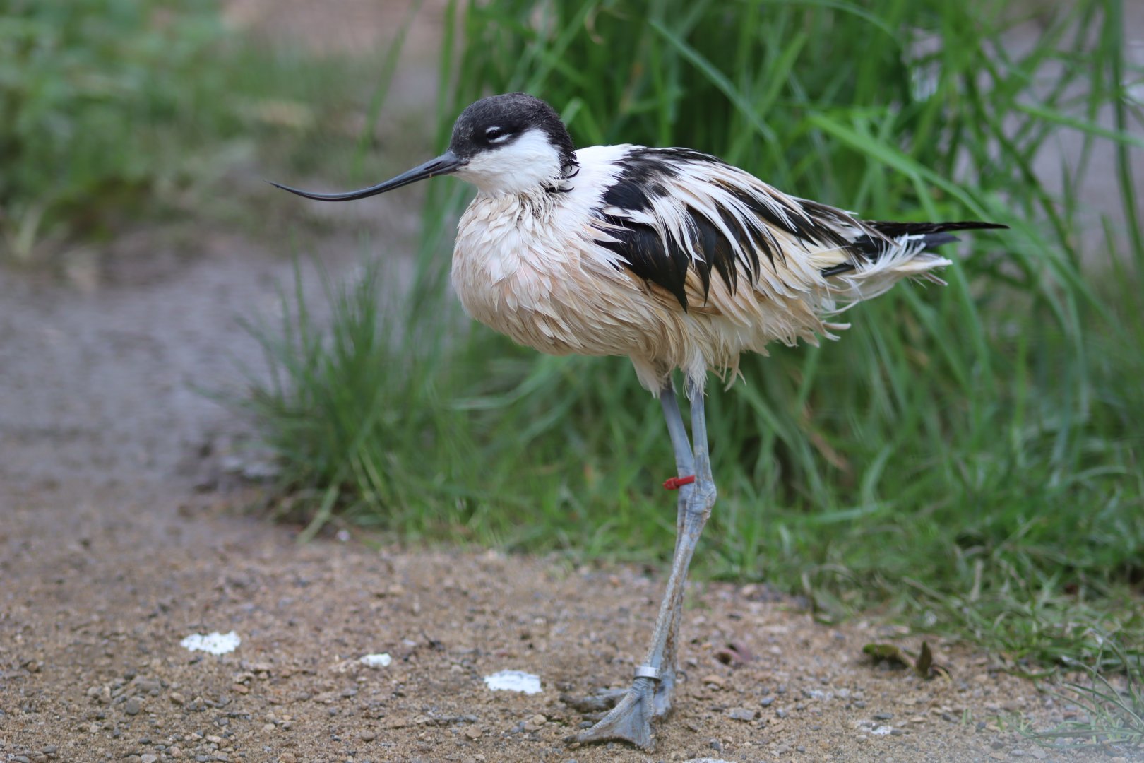 Pied Avocet - 17 February 2020