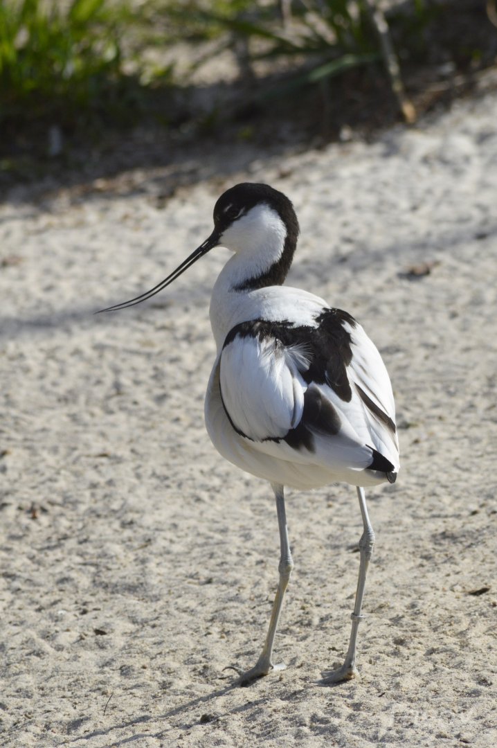 Pied avocet [2018]