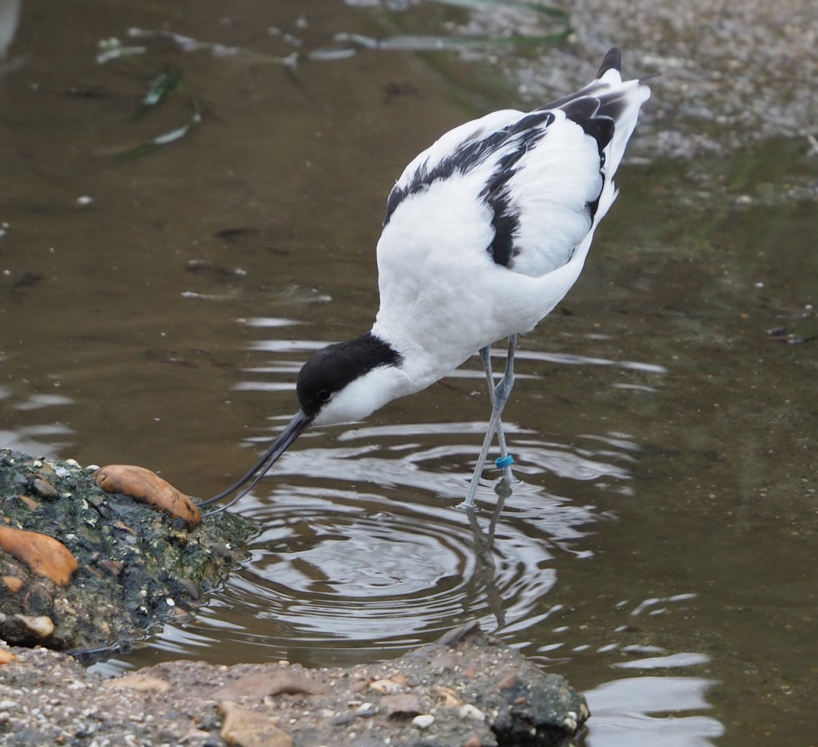 Pied avocet, 2024-01-01