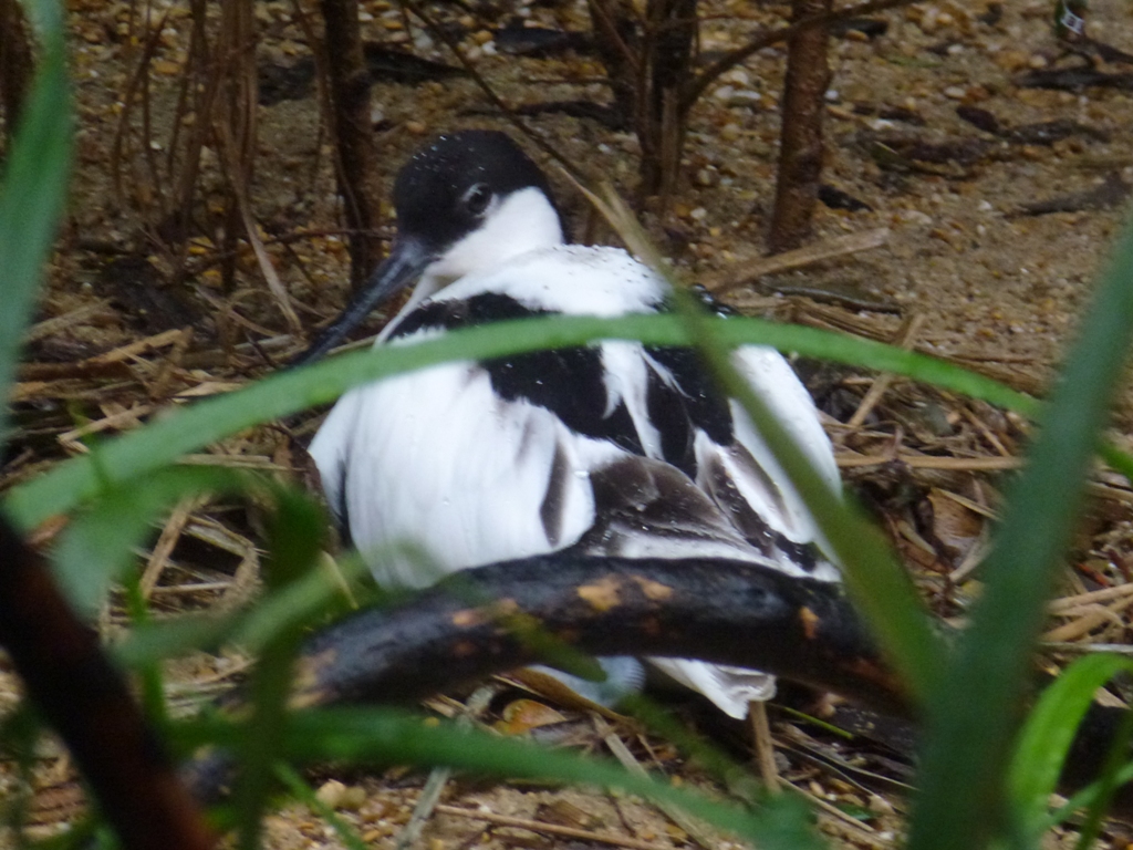 Pied avocet 5.4.15