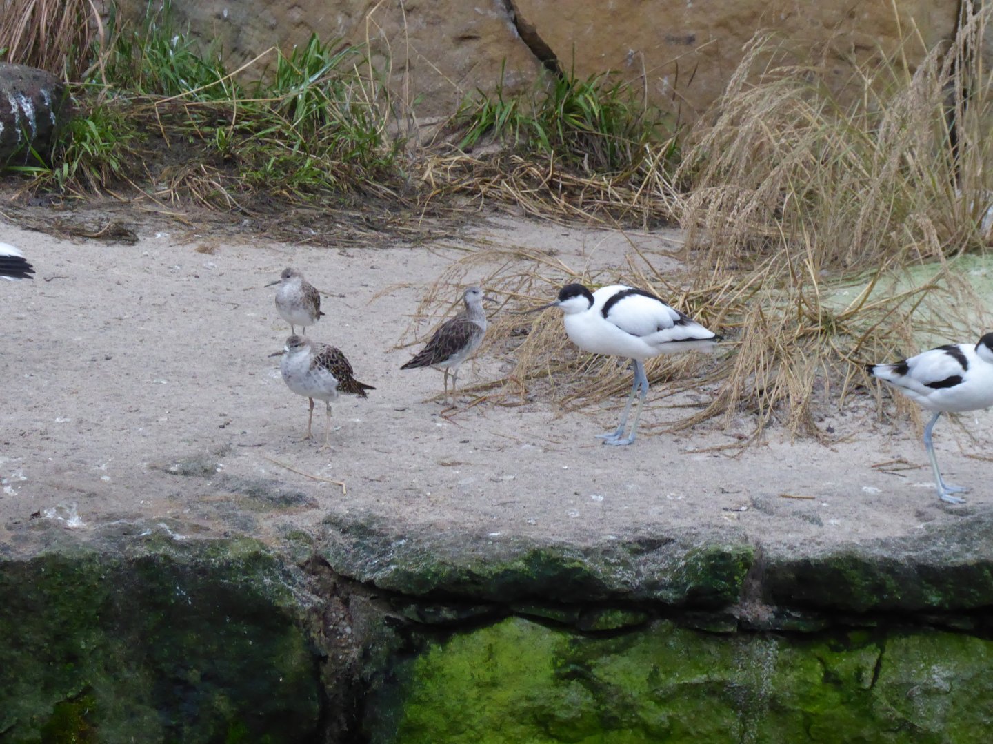 Pied avocet and Ruffs 290118