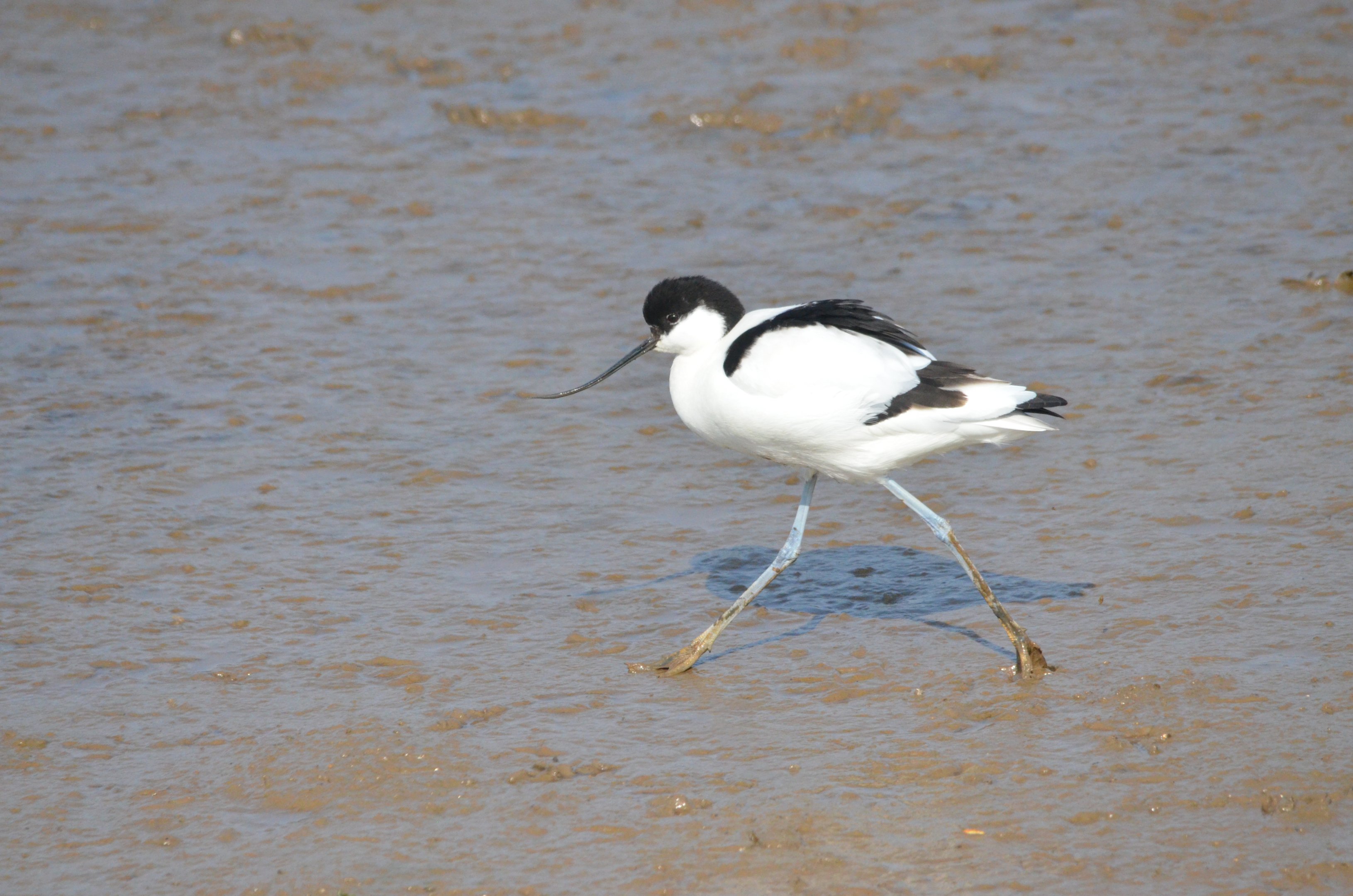 Pied Avocet at Titchwell Marsh, 28/03/17