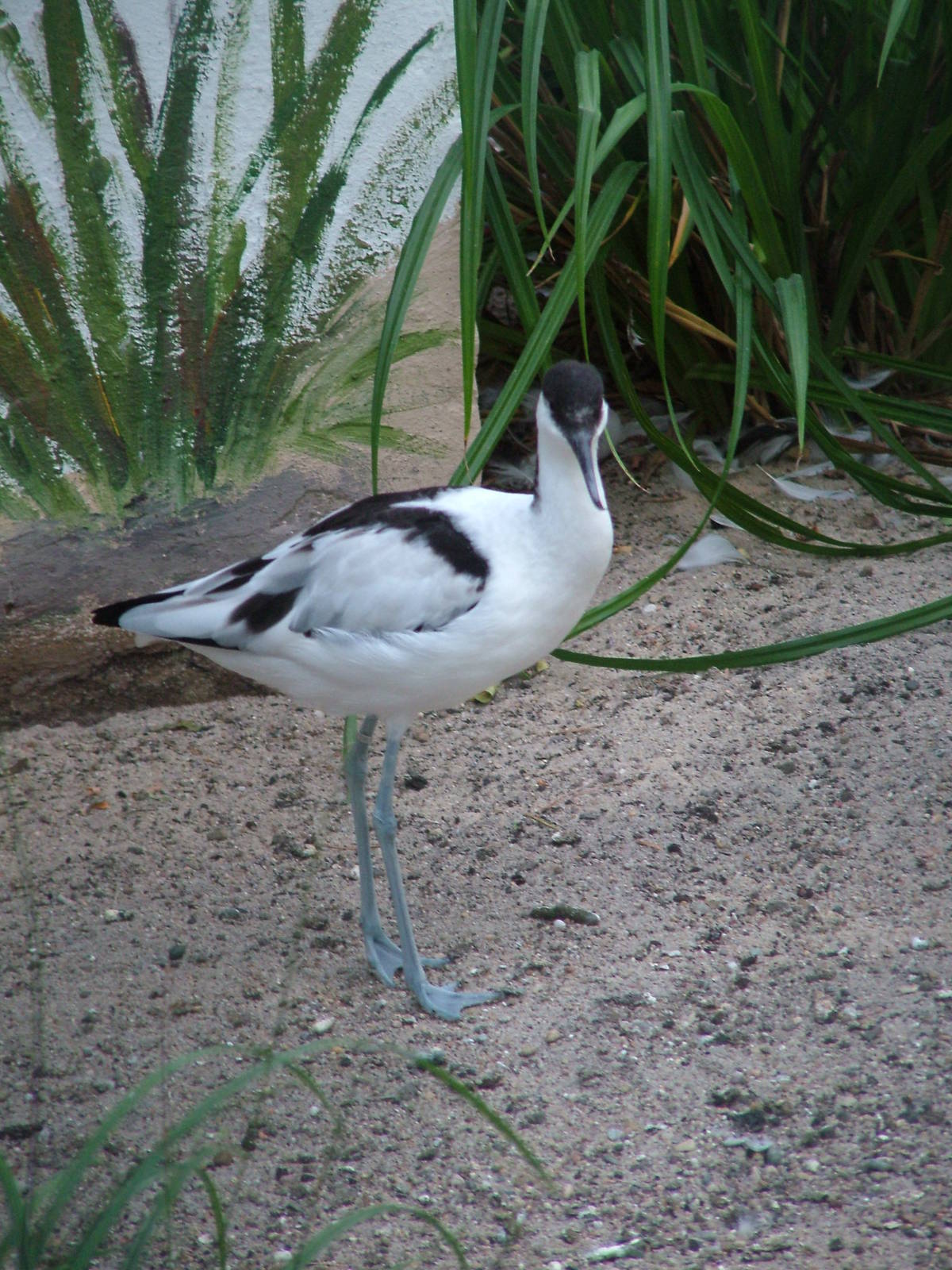 Pied Avocet at Viernheim Bird Park, 06/09/10