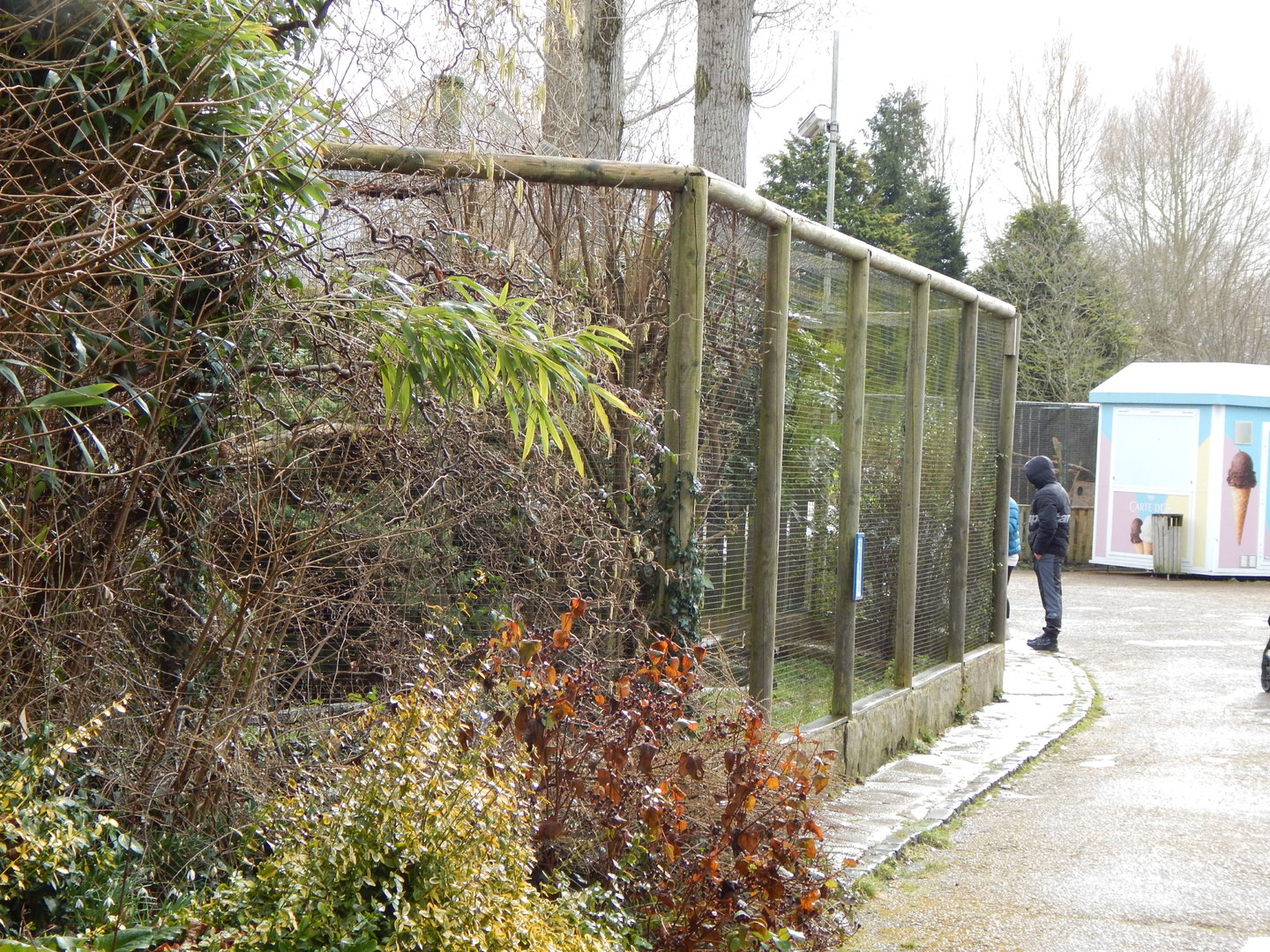 Pied avocet aviary 010323