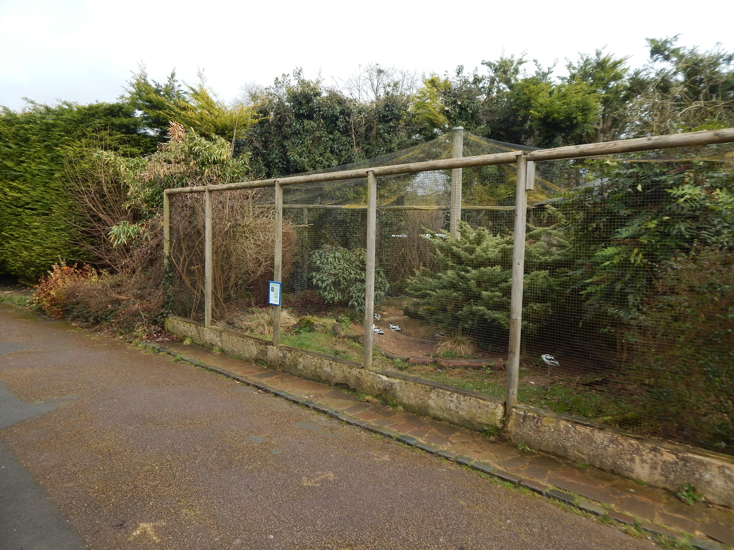 Pied avocet aviary 010323