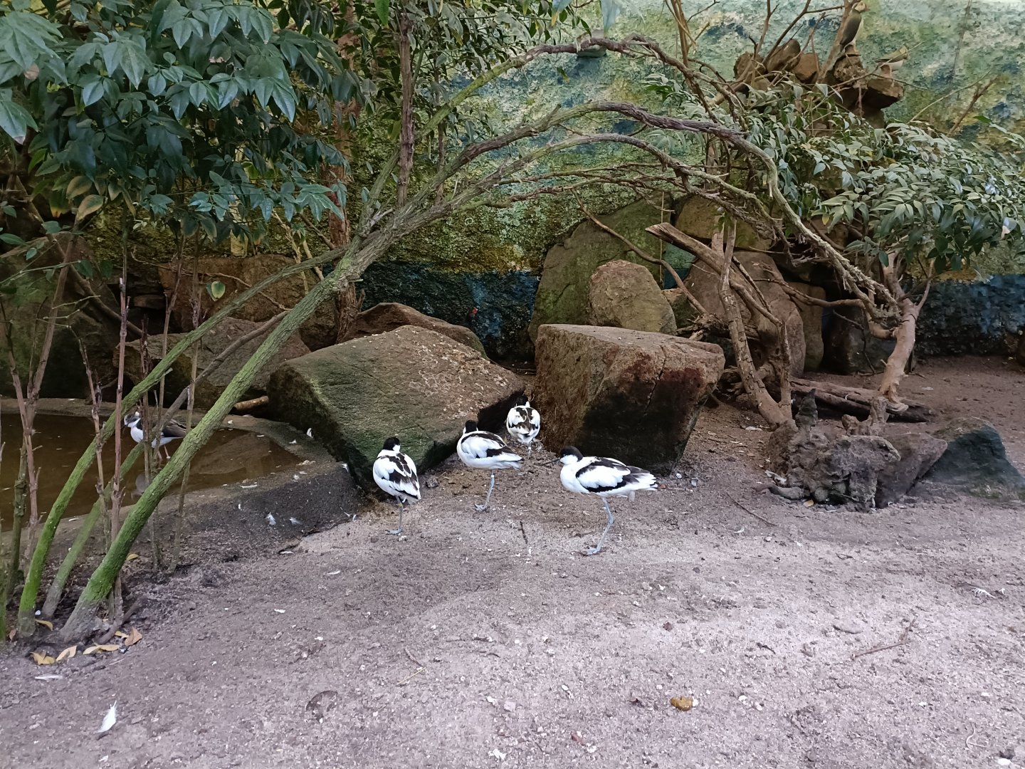 Pied avocet - Avifauna Lugo