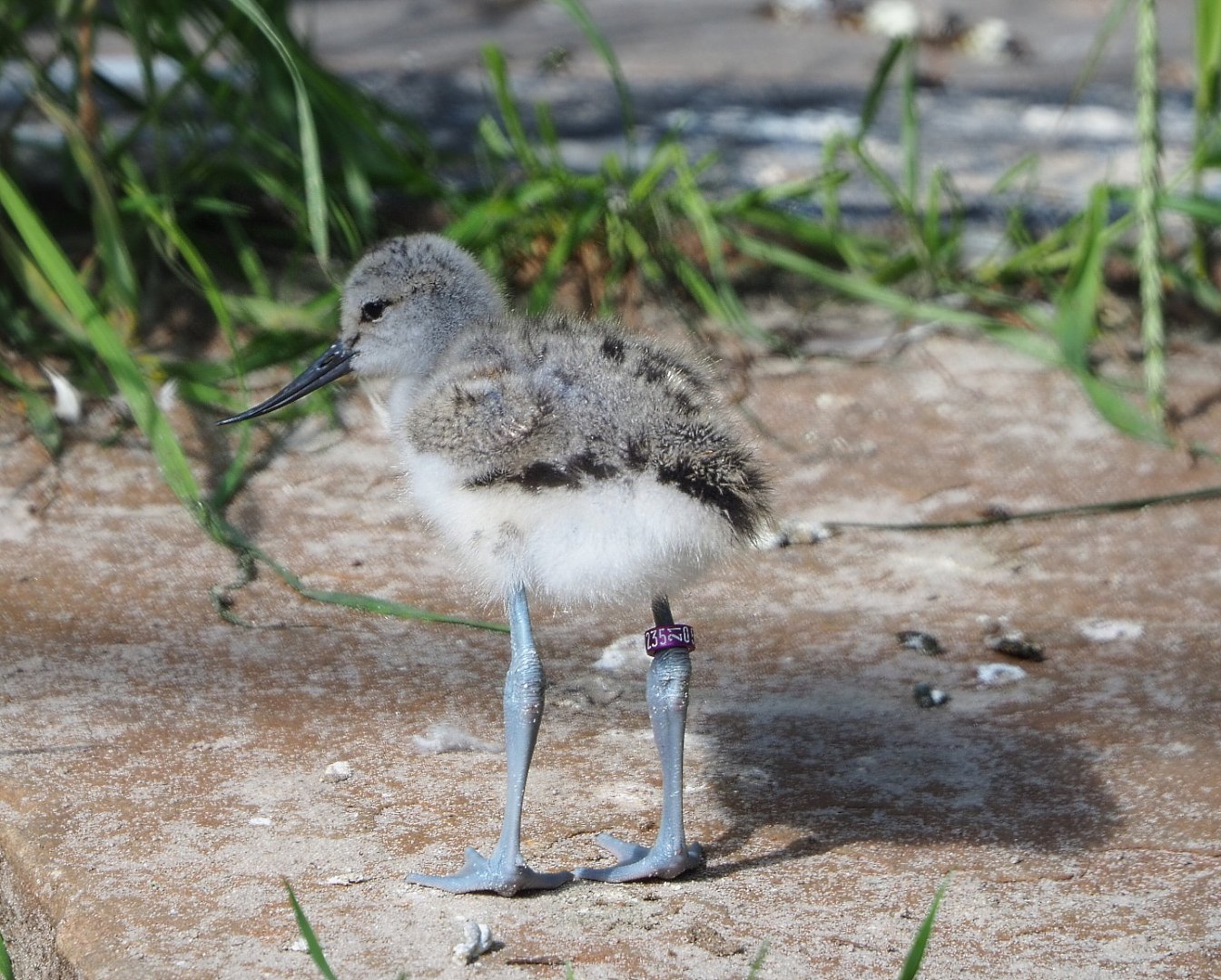 Pied avocet chick (Recurvirostra avosetta), 2021-07-17