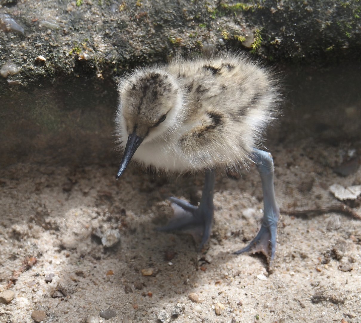 Pied avocet chick (Recurvirostra avosetta), 2025-05-22