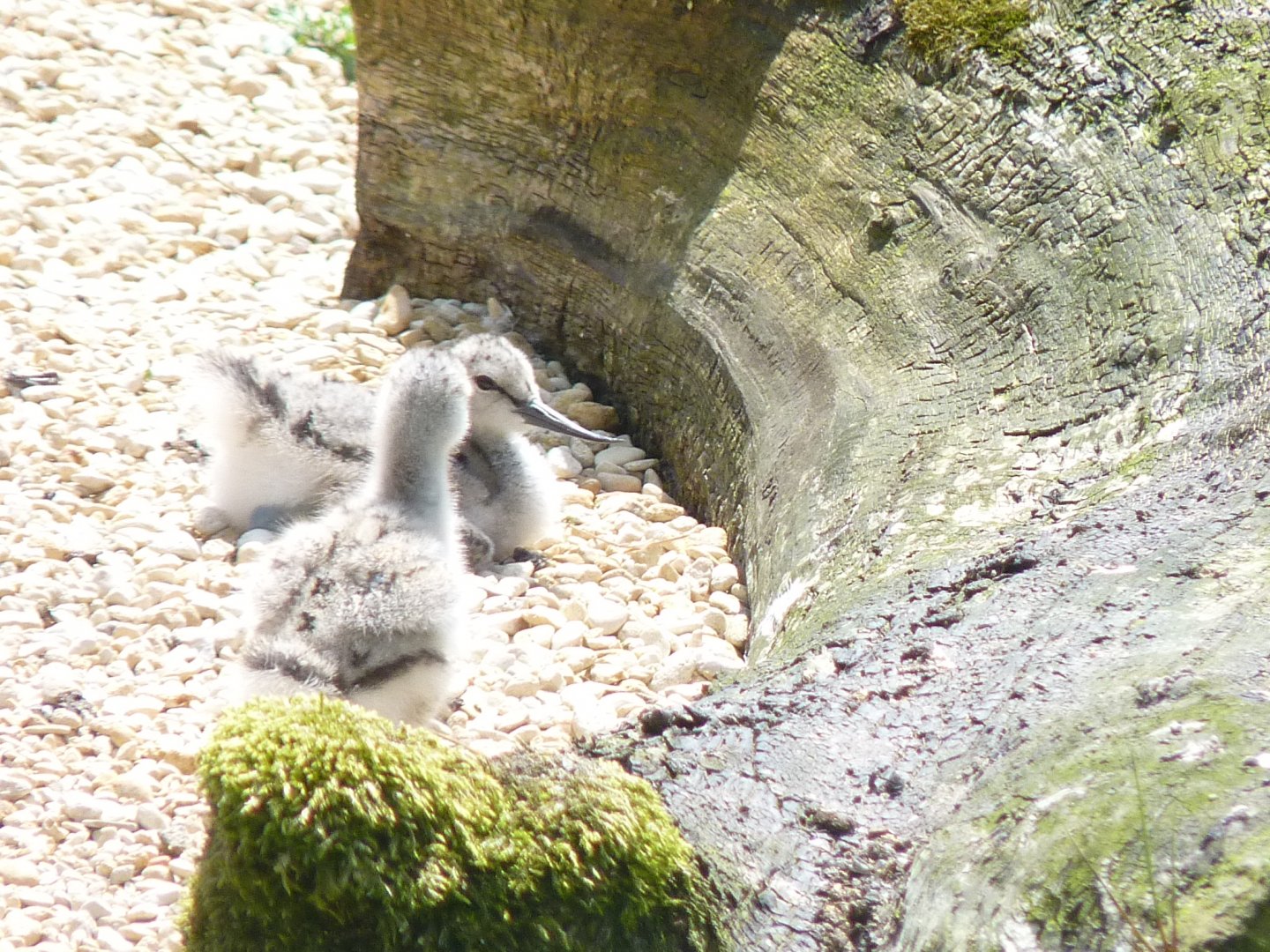 Pied avocet chicks