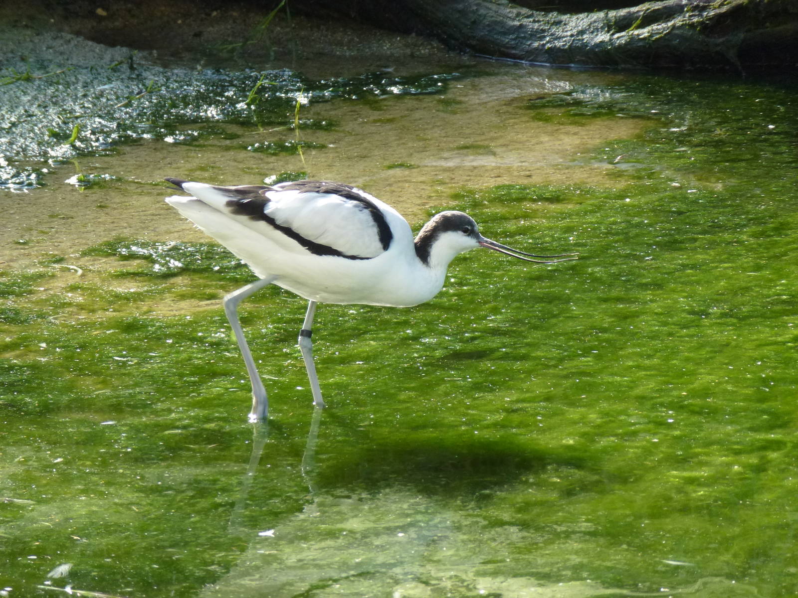 Pied avocet, November 2013.