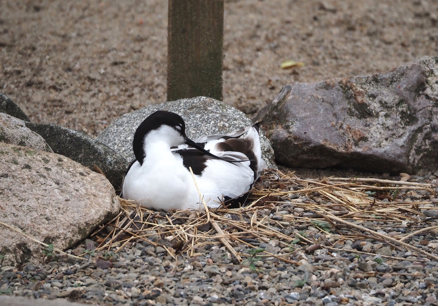 Pied avocet on the nest (Recurvirostra avosetta), 2024-05-21