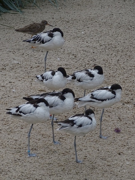Pied avocet (Recurvirostra avosetta) (07/22)