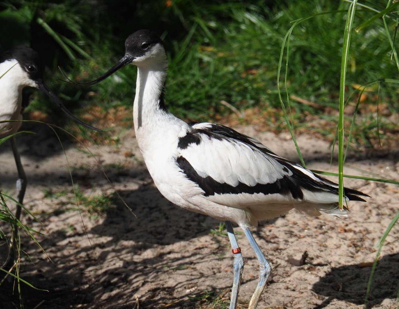 Pied avocet (Recurvirostra avosetta), 2019-04-20
