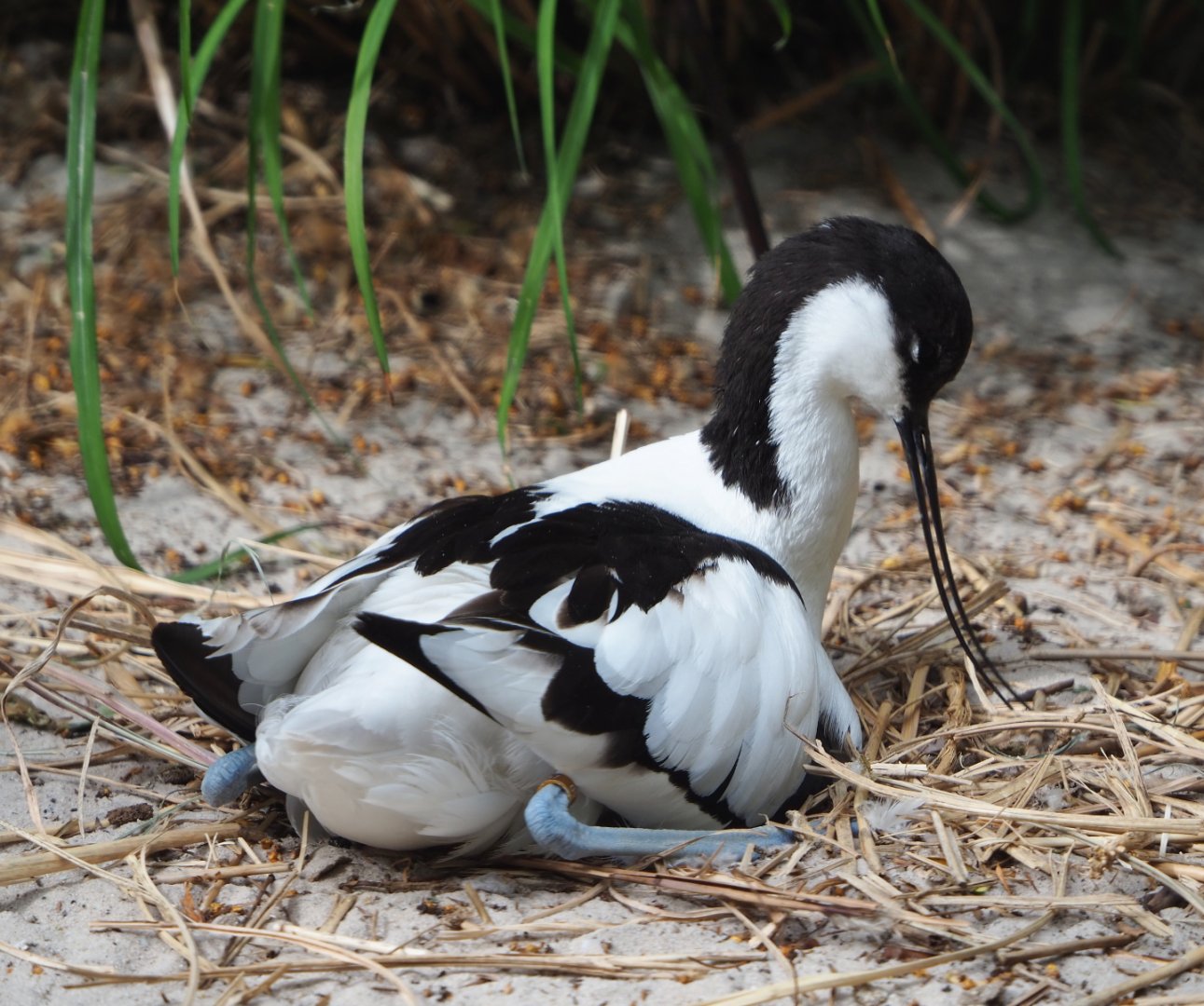 Pied avocet (Recurvirostra avosetta), 2020-05-24