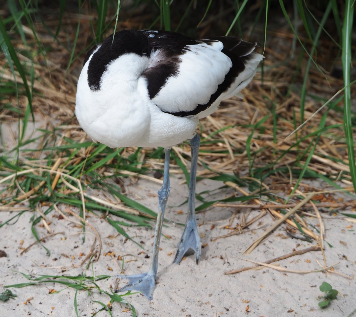 Pied avocet (Recurvirostra avosetta), 2020-05-24