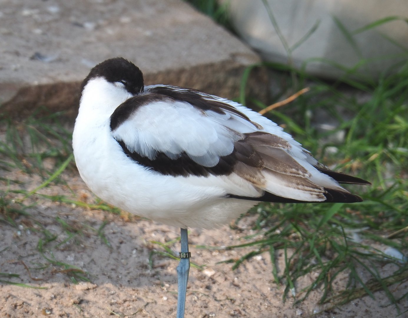 Pied avocet (Recurvirostra avosetta), 2020-09-20