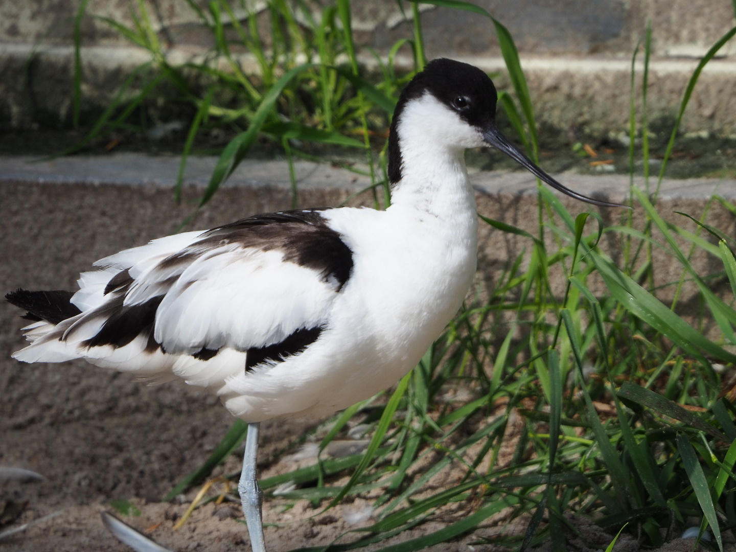 Pied avocet (Recurvirostra avosetta), 2021-07-17
