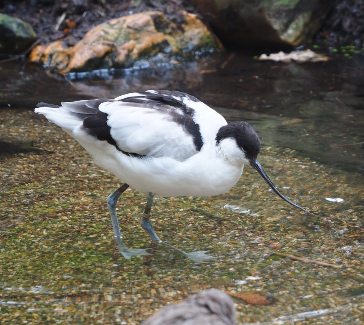 Pied avocet (Recurvirostra avosetta), 2021-10-10