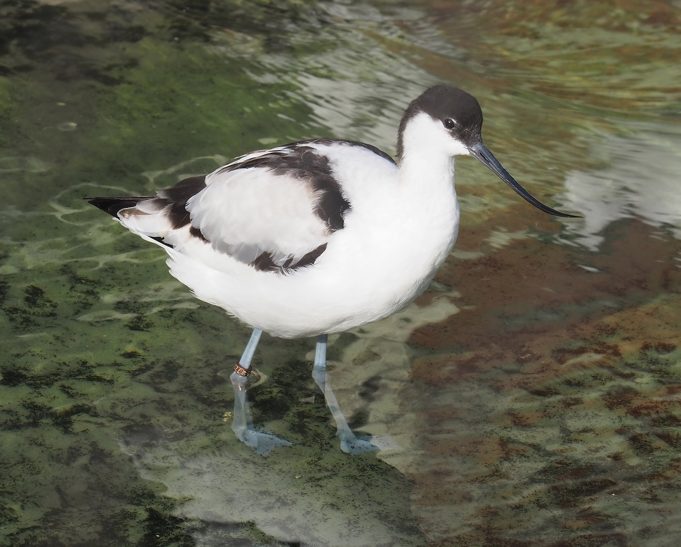 Pied avocet (Recurvirostra avosetta), 2022-09-04