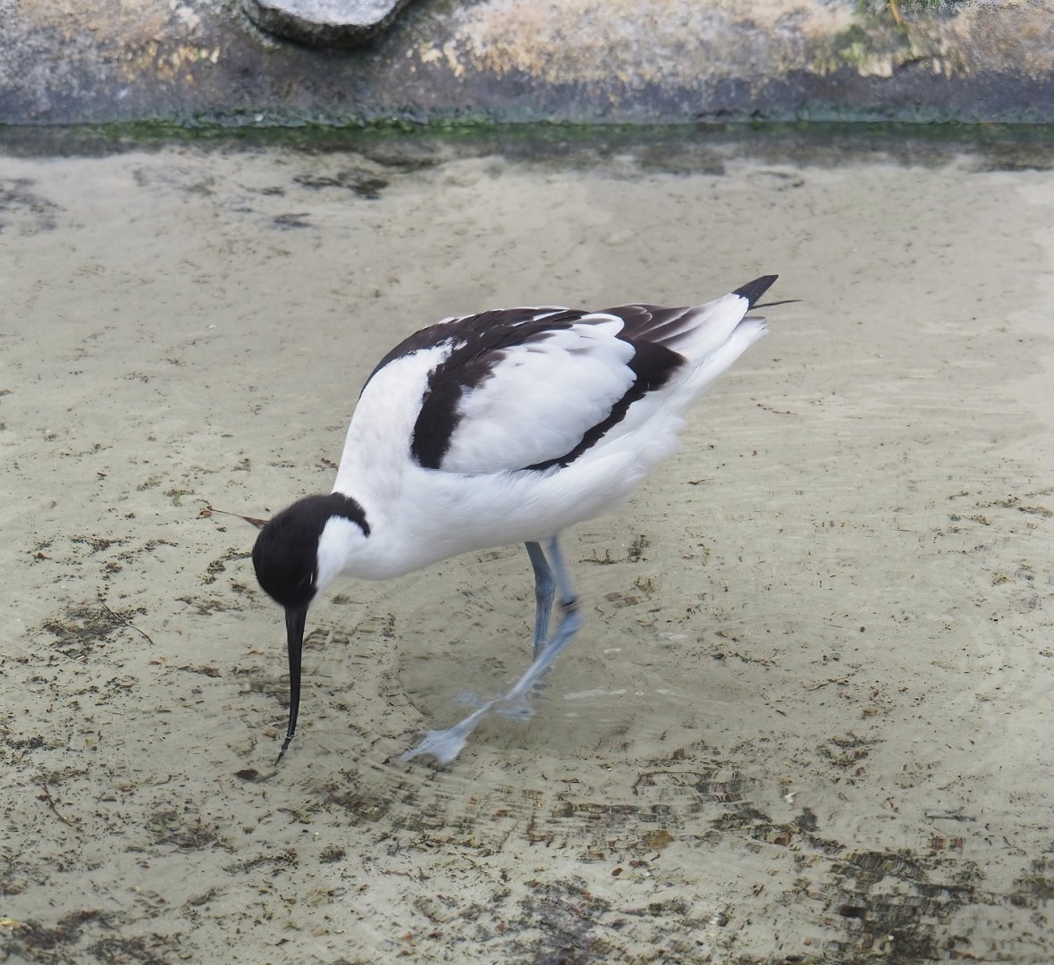 Pied avocet (Recurvirostra avosetta), 2023-04-08