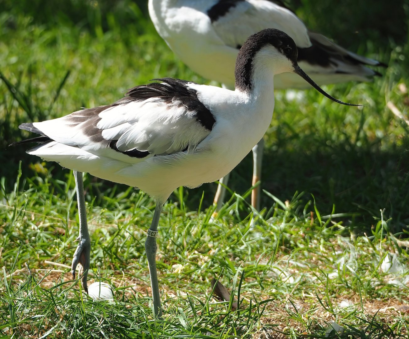 Pied avocet (Recurvirostra avosetta), 2023-07-08