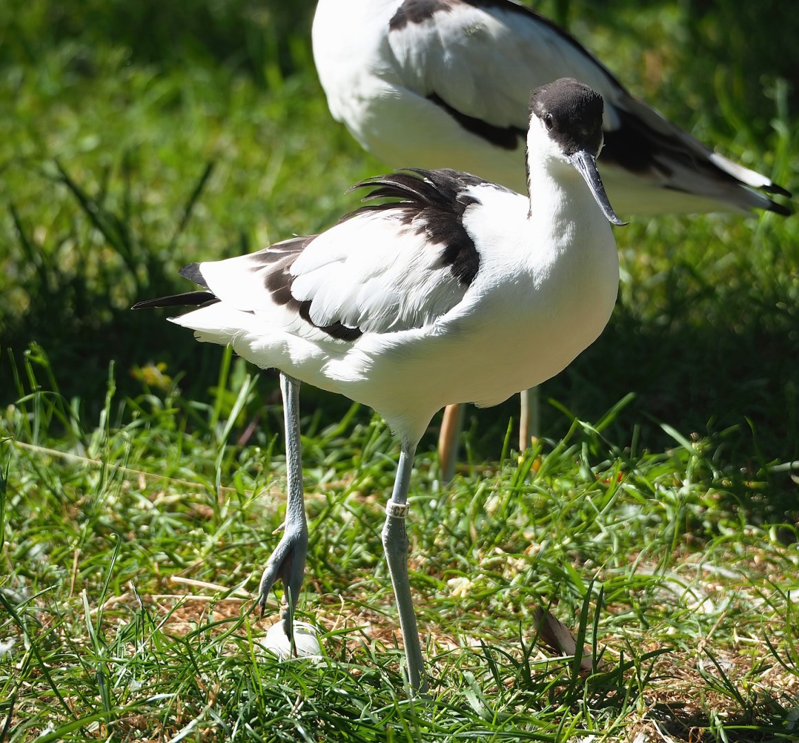 Pied avocet (Recurvirostra avosetta), 2023-07-08
