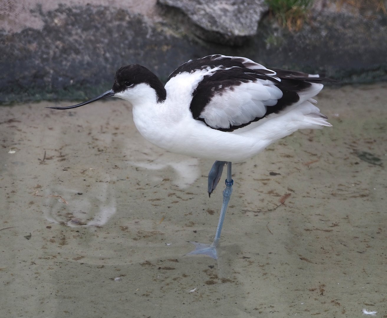 Pied avocet (Recurvirostra avosetta), 2024-02-17