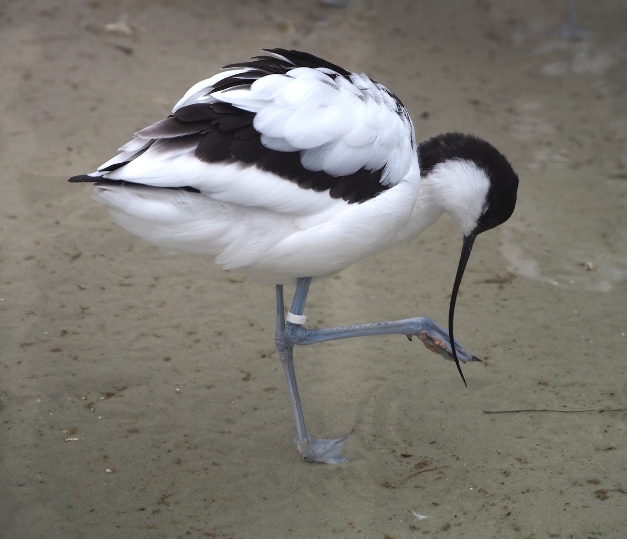 Pied avocet (Recurvirostra avosetta), 2024-02-17
