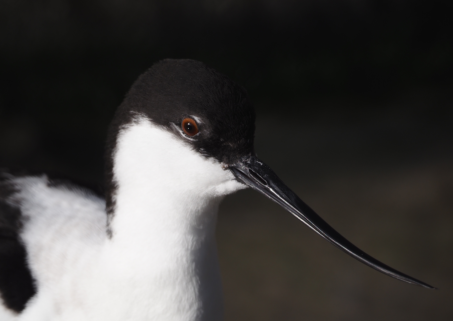 Pied avocet (Recurvirostra avosetta), 2024-03-09