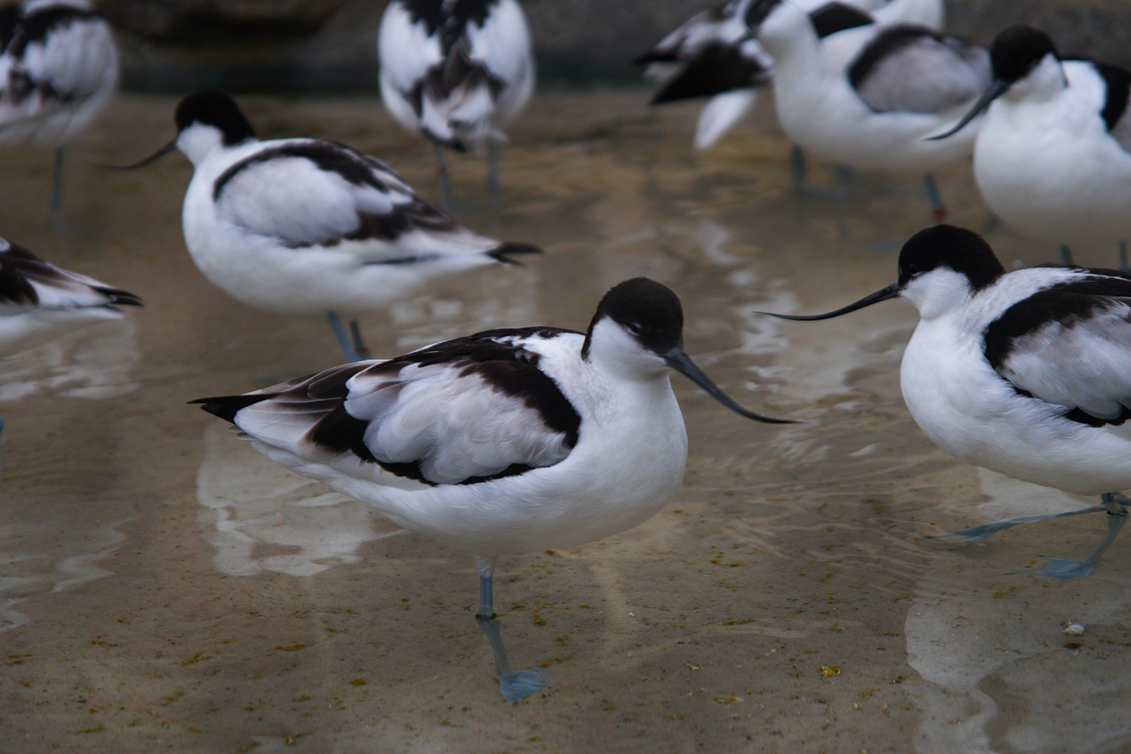 Pied Avocet (Recurvirostra avosetta), 2025-01-20